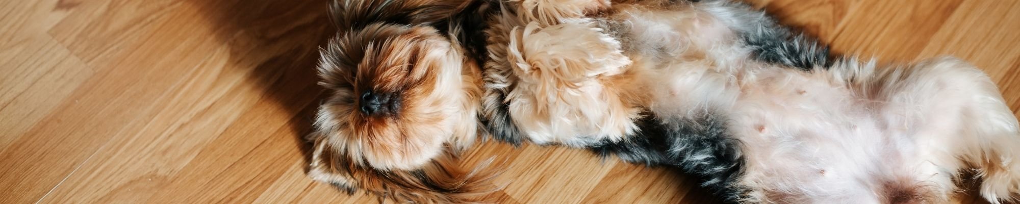 A dog lying on a wooden floor, legs spread out comfortably, enjoying a relaxed moment.