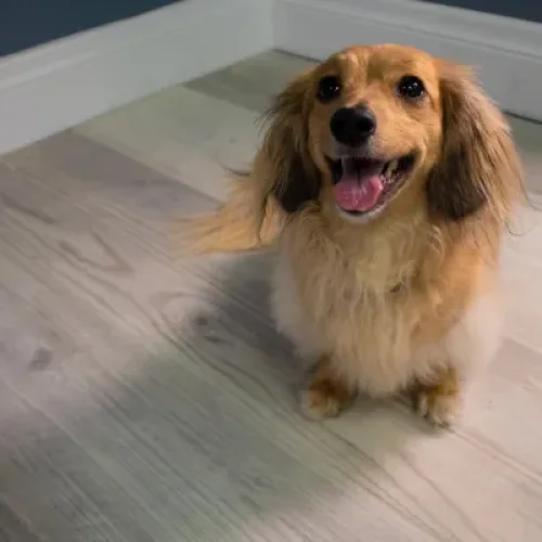 Pet friendly flooring - Proximity Mills at Floors USA in King of Prussia PA