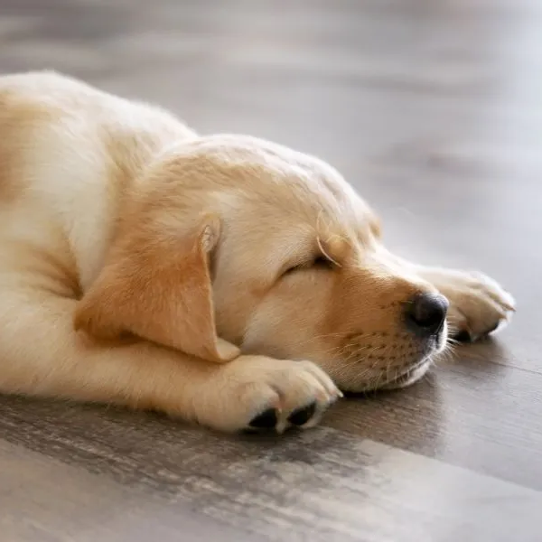 bedroom flooring