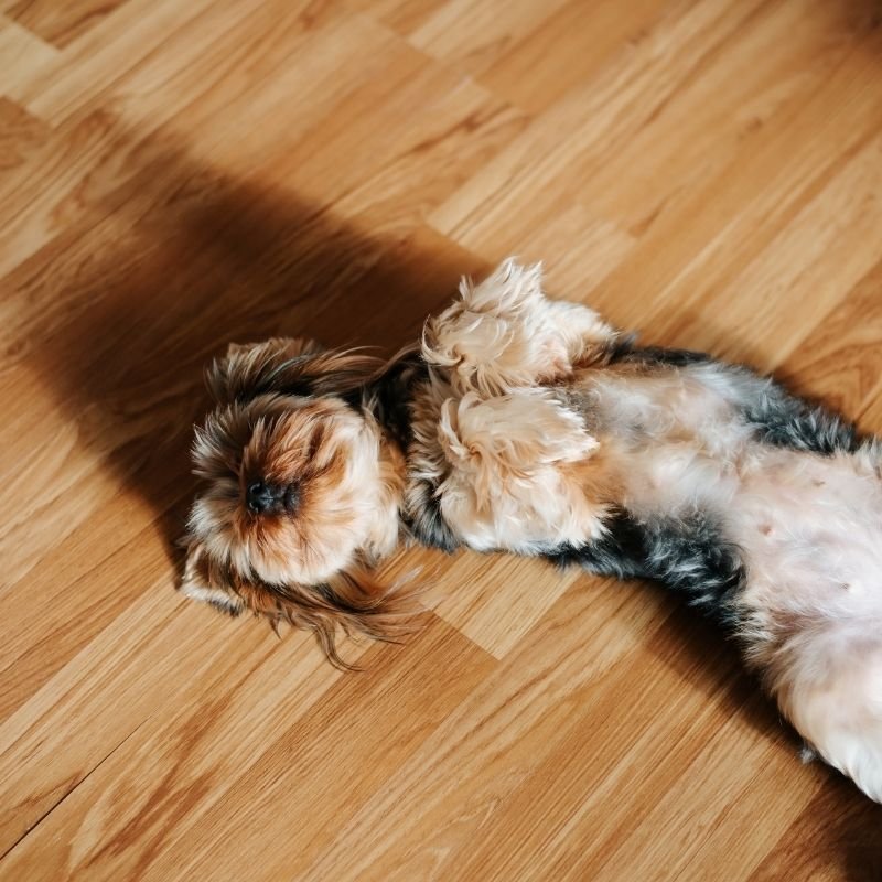 A dog lying on a wooden floor, legs spread out comfortably, enjoying a relaxed moment.